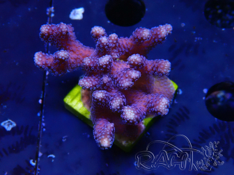 WYSIWYG Stylophora Purple Dünner Zweig