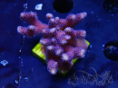 WYSIWYG Stylophora Purple Dünner Zweig