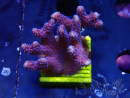 WYSIWYG Stylophora Purple Thin Branch