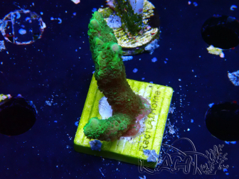 WYSIWYG- Montipora digitata vert