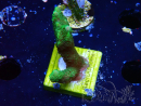 WYSIWYG- Montipora digitata vert
