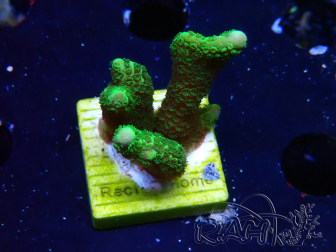 WYSIWYG- Montipora digitata grün