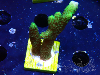 WYSIWYG - Montipora digitata verde