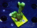 WYSIWYG- Montipora digitata verde