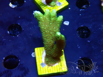 WYSIWYG- Montipora digitata vert
