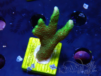 WYSIWYG- Montipora digitata vert