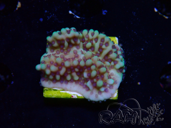 WYSIWYG Montipora undata