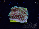 WYSIWYG Montipora undata