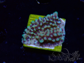 WYSIWYG Montipora undata