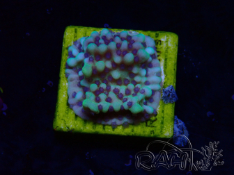 WYSIWYG Montipora undata 1O6