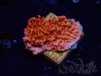 WYSIWYG Montipora Plateau Rosso