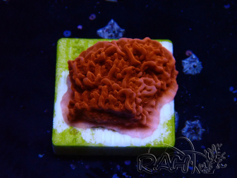 WYSIWYG Montipora Plateau Rot