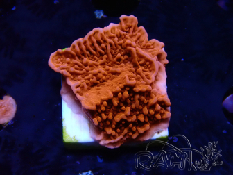 WYSIWYG Montipora Plateau Rouge