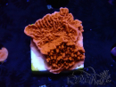 WYSIWYG Montipora Plateau Rouge