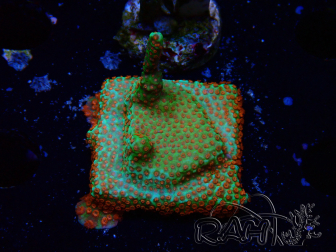 WYSIWYG Montipora Fire Forest