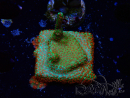 WYSIWYG Montipora Fire Forest