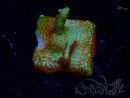 WYSIWYG Montipora Fire Forest