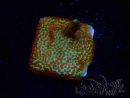 WYSIWYG Montipora Fire Forest