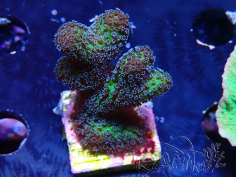 WYSIWYG Stylophora Pinkish