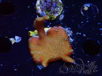 WYSIWYG Montipora digitata