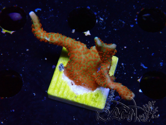 WYSIWYG Montipora digitata