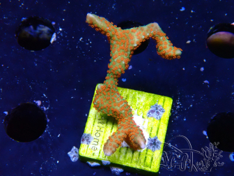WYSIWYG Montipora digitata 1R3