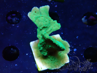 WYSIWYG Montipora Meseta Verde Manzana