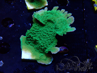 WYSIWYG Montipora Apfelgrün Plateau