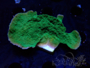 WYSIWYG Montipora Plateau Verde Mela
