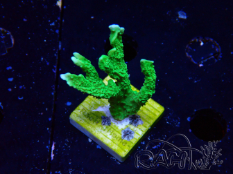 WYSIWYG Montipora stellata