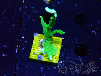 WYSIWYG Montipora stellata