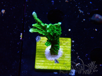WYSIWYG Montipora stellata 1S3