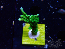 WYSIWYG Montipora stellata