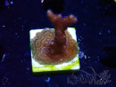 WYSIWYG Montipora Polype Violet 1U3
