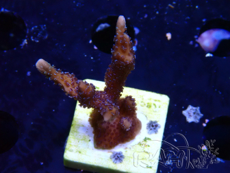 WYSIWYG Montipora Polype Violet