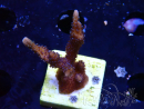 WYSIWYG Montipora Polype Violet 1U4