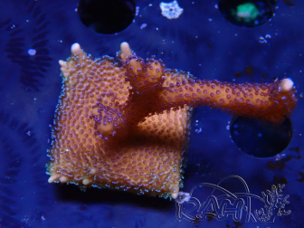 WYSIWYG Montipora Polype Violet