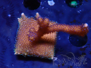 WYSIWYG Montipora Polype Violet 1U6