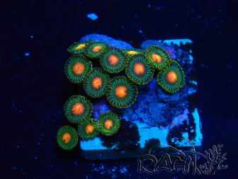 WYSIWYG - Zoanthus Mariculture Indo Acclimaté sous led