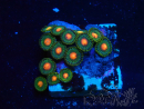 WYSIWYG - Zoanthus Mariculture Indo Acclimaté sous led