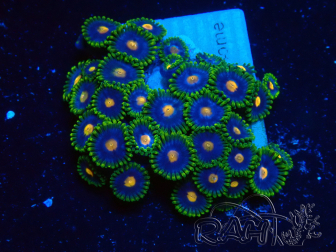WYSIWYG - Zoanthus 14A3 Mariculture Indo Acclimaté sous led