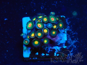 WYSIWYG - Zoanthus 14A4 Mariculture Indo Acclimaté sous led