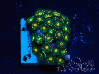 WYSIWYG - Zoanthus 14A5 Mariculture Indo Acclimaté sous led