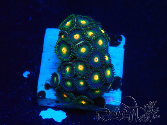 WYSIWYG - Zoanthus Mariculture Indo Acclimaté sous led