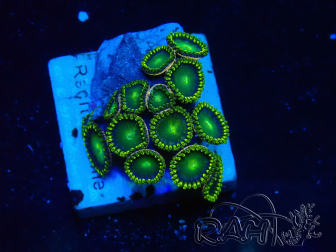WYSIWYG - Zoanthus Mariculture Indo Acclimated under LED