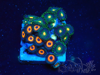 WYSIWYG - Zoanthus Maricultura Indo Aclimatado bajo led