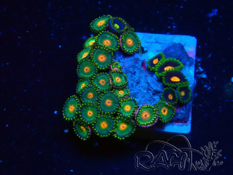 WYSIWYG - Zoanthus 14B4 Mariculture Indo Acclimaté sous led