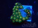 WYSIWYG - Zoanthus Mariculture Indo Acclimaté sous led