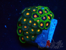 WYSIWYG - Zoanthus Indo Mariculture Acclimated under LED