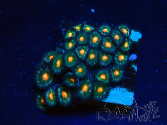 WYSIWYG - Zoanthus Mariculture Indo Acclimaté sous led